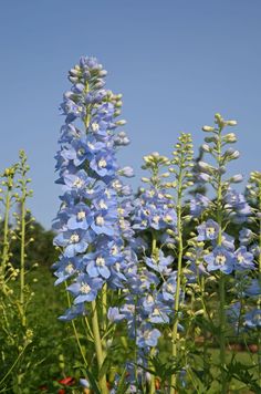 blue flowers are in the middle of a field