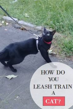 a black dog on a leash with the words how do you leash train a cat?