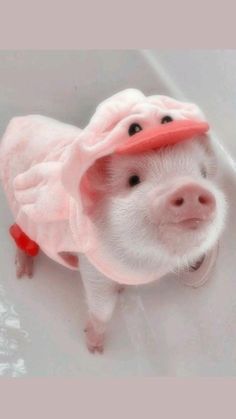 a small pig wearing a pink hat in the bathtub