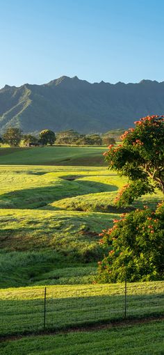 a tree in the middle of a field with mountains in the background