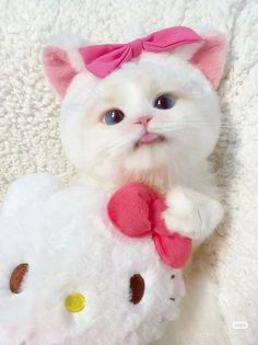 a white cat with a pink bow on it's head holding onto a hello kitty stuffed animal