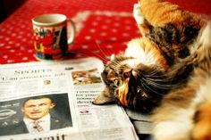 a cat laying on top of a newspaper next to a cup