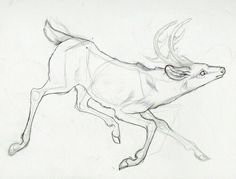 a pencil drawing of a running deer