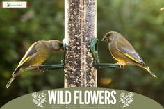 two birds perched on the side of a bird feeder with words wild flowers above it