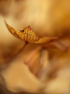 a close up view of a leaf on the ground