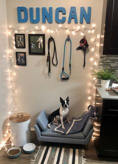 a dog sitting on a couch in front of a wall with lights and leashes