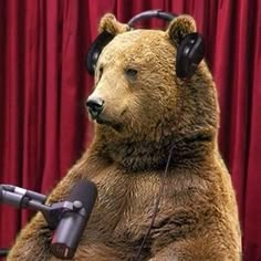 a bear with headphones on sitting in front of a microphone