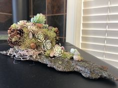 an arrangement of succulents and moss on a table