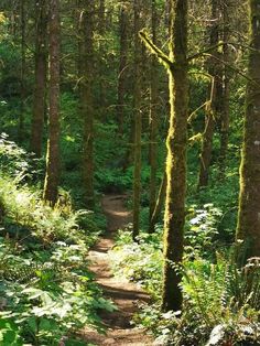 a trail in the woods with lots of trees and ferns on it's sides