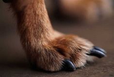 How Fast Do Dogs Nails Grow. There are any references about How Fast Do Dogs Nails Grow in here. you can look below. I hope this article about How Fast Do Dogs Nails Grow can be useful for you. Please remember that this article is for reference purposes only. #how #fast #do #dogs #nails #grow Diy Plaid Nails, Nails Grow Faster, Dogs Nails, Plaid Nail Art, Grow Nails Faster, Blue Gel Nails, Plaid Nails, Blue Gel, Nail Blog