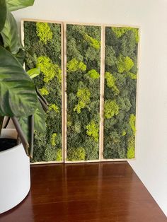 three pieces of art made out of wood with green moss growing on the wall behind them