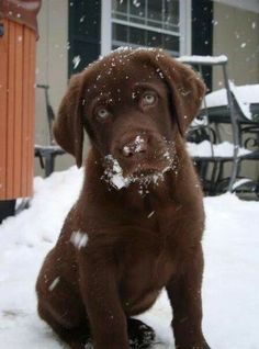 a brown dog sitting in the snow with it's front paws on its face