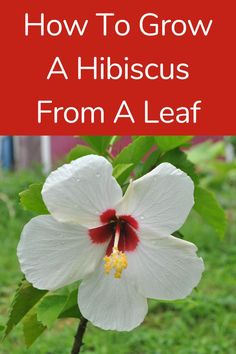 a white flower with the words how to grow a hibiscus from a leaf