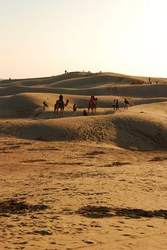 people riding camels in the desert at sunset