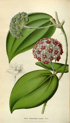 an antique print of flowers and leaves