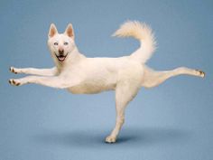 a white dog is jumping in the air