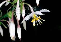 white and yellow flowers are blooming in the night time, against a black background