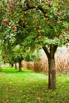 an apple tree with lots of fruit on it in the middle of a grassy field