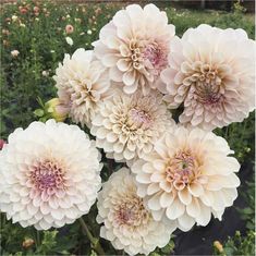 a bunch of white and pink flowers in a garden