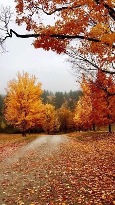 a dirt road surrounded by trees with yellow and red leaves