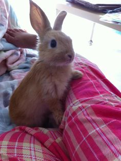 a small rabbit sitting on top of a bed