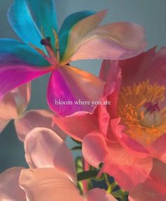 two colorful flowers with the words bloom where you are