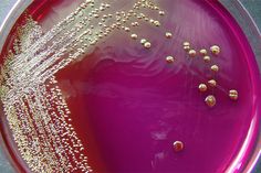 a close up of a purple plate with white dots on the bottom and gold sprinkles