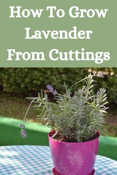 a potted plant sitting on top of a table with the words how to grow lavender from cuttings