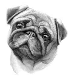 a black and white drawing of a pug