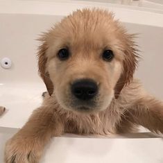 a puppy sitting in a bathtub with his paws on the edge