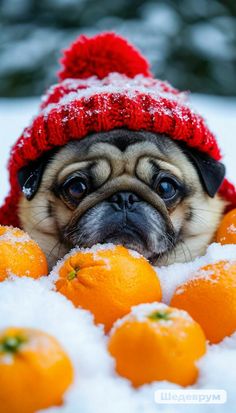 a small pug dog wearing a red knitted hat and surrounded by oranges