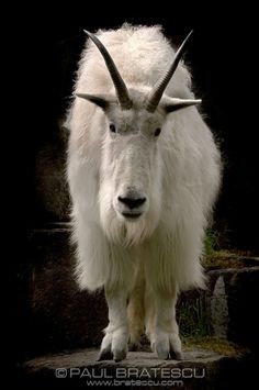 an animal with long horns standing on some rocks