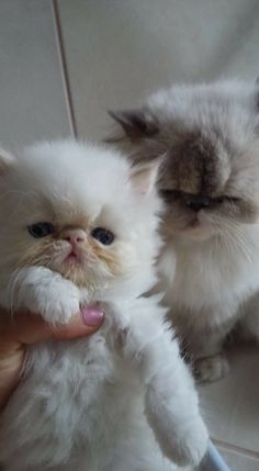 two small white kittens sitting next to each other on a tiled floor in front of a person's hand