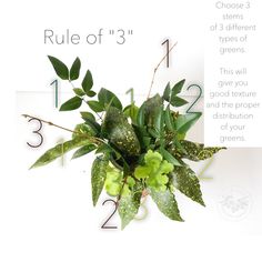 a plant with green leaves and numbers on the side of it that says rules of 3