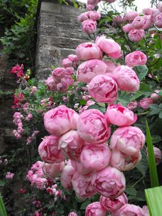 pink flowers are blooming in front of a brick wall and green plants with the words feliz sabado