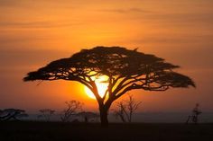 the sun is setting behind a lone tree in africa's african savannah, with silhouettes of elephants and giraffes