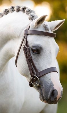 a white horse with braids on its bridle