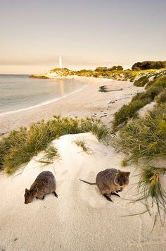 two small animals are walking on the beach