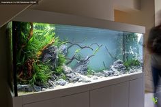 a man is walking past an aquarium with plants and rocks in it's tank