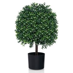 a small potted tree with green leaves on it's top, in front of a white background