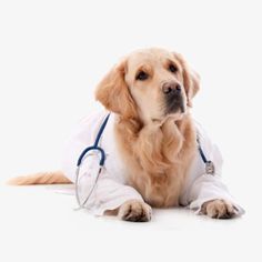 a dog wearing a white coat sitting on the ground