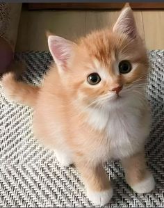 an orange and white kitten sitting on top of a rug