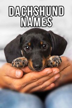 a person holding a small black and brown dog with the caption dachshund names