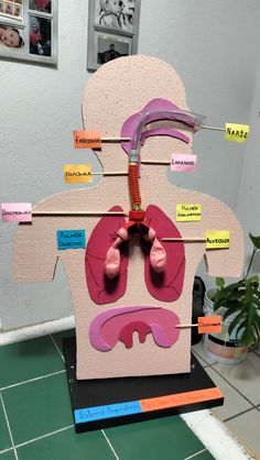 a cardboard cut out of a human body with labels on the torso and lungs attached to it