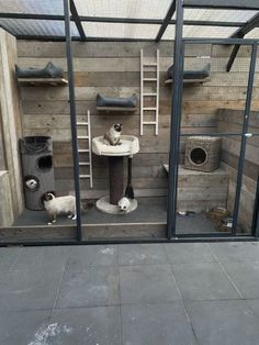 two cats are sitting in their kennels and one cat is standing on the floor