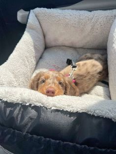 a brown dog laying in its bed on the back of a car's seat