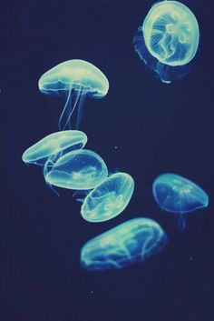 several jellyfish swimming in the water together on a black background with blue hues