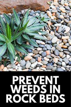 the words prevent weeds in rock beds are shown above an image of plants and rocks