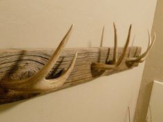 three antlers are mounted on the wall