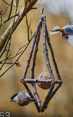 two birds are flying near a bird feeder hanging from a tree branch with another bird in the background